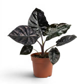 Potted Alocasia infernalis plant with very dark green leaves on a white background