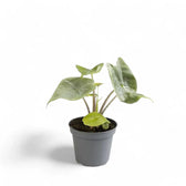 Alocasia 'Ivory Coast' potted plant in nursery pot on white background.