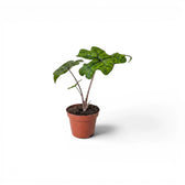 Potted Alocasia Jacklyn baby plant with green leaves on a white background