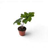 Potted Alocasia Jacklyn baby plant with green leaves on a white background
