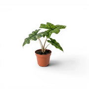 Potted Alocasia Jacklyn baby plant with green leaves on a white background