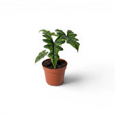 Potted Alocasia Jacklyn baby plant with green leaves on a white background