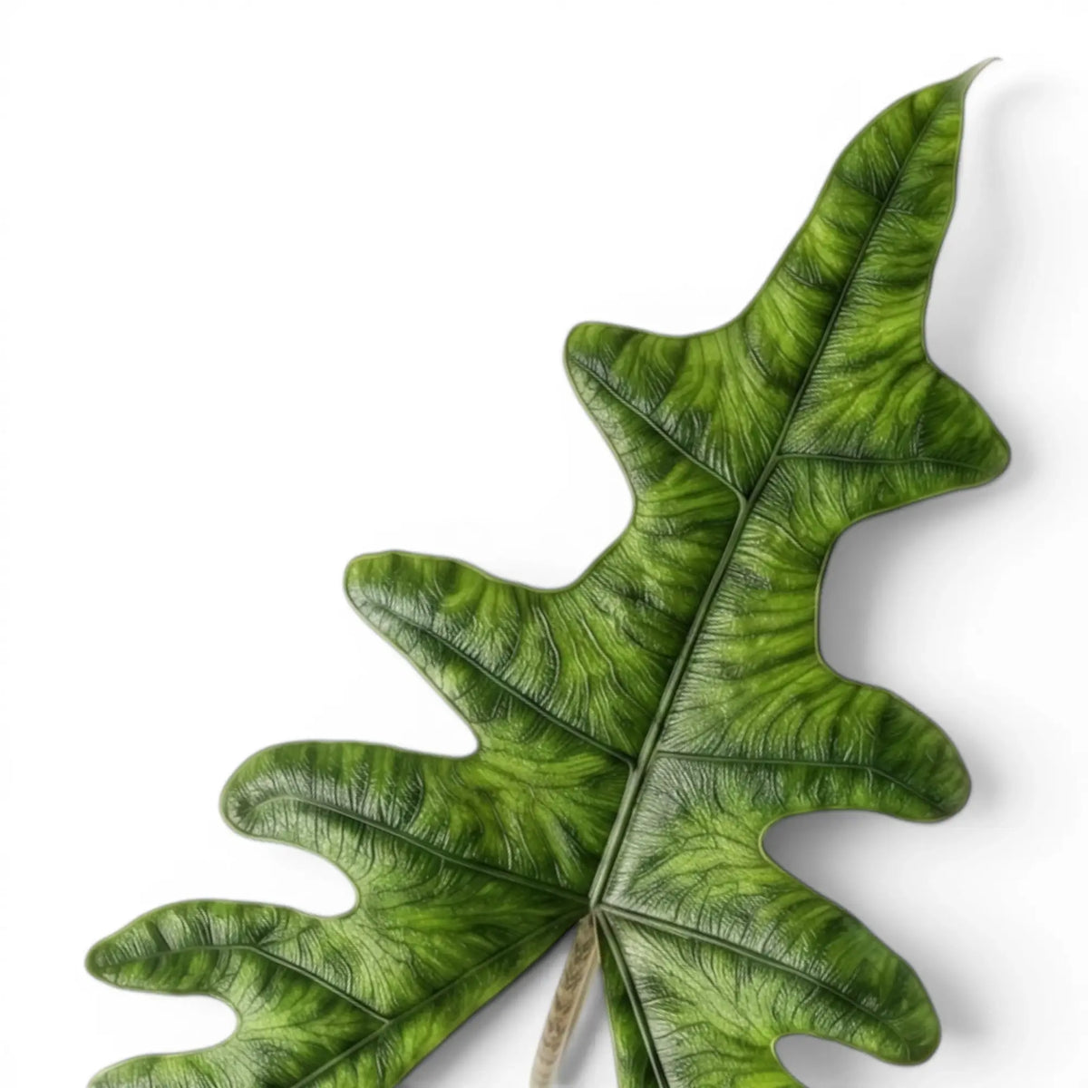 Close-up of a deeply lobed, textured Alocasia Jacklyn on a white background
