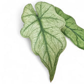 Alocasia 'Jacklyn Ghost' ('Mint') – Zimmerpflanze im Kulturtopf auf weißem Hintergrund, Produktfoto 4.