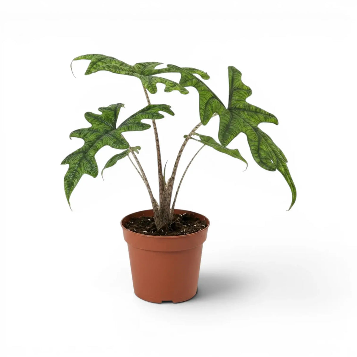 Potted Alocasia Jacklyn plant with green leaves on a white background