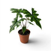 Potted Alocasia Jacklyn plant with green leaves on a white background