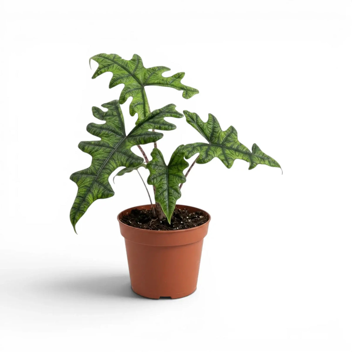 Potted Alocasia Jacklyn plant with green leaves on a white background