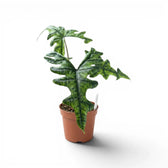 Potted Alocasia Jacklyn plant with green leaves on a white background