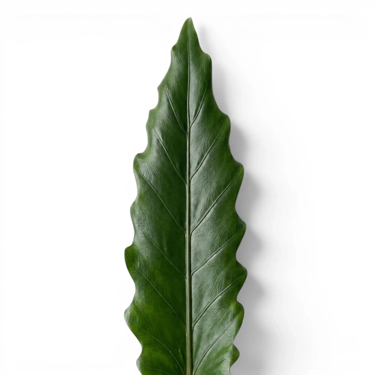Close-up of Alocasia lauterbachiana long narrow leaf on a white background