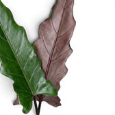 Close-up of Alocasia lauterbachiana long narrow leaf on a white background