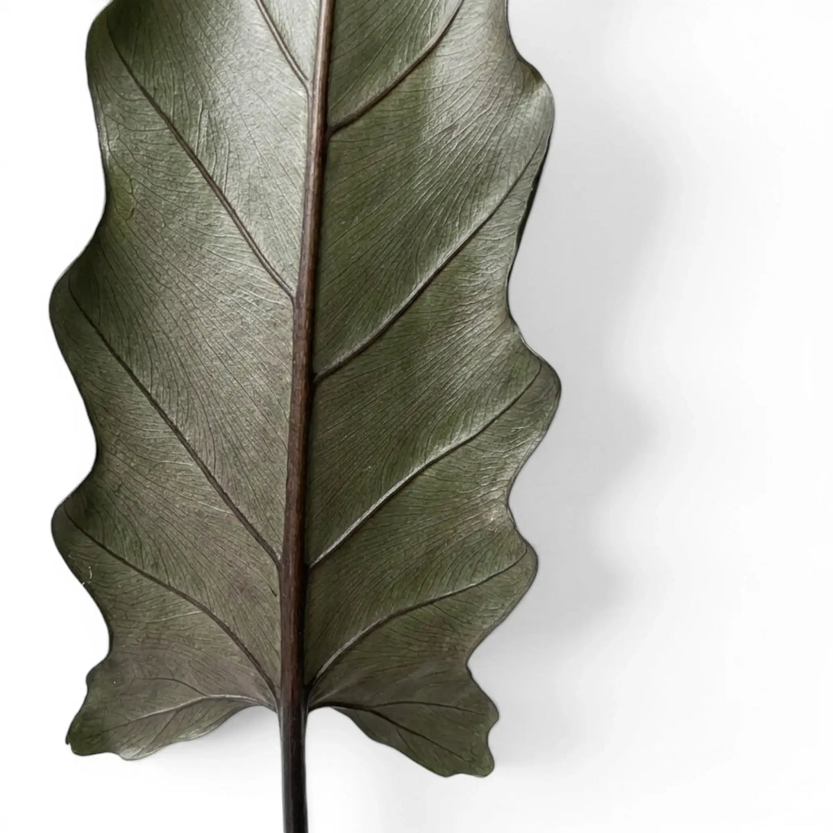 Close-up of Alocasia lauterbachiana long narrow leaf on a white background