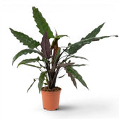Alocasia lauterbachiana plant with multiple long narrow leaves in a nursery poton a white background