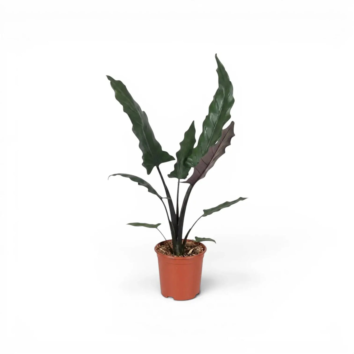 Alocasia lauterbachiana plant with multiple long narrow leaves in a nursery poton a white background