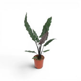 Alocasia lauterbachiana plant with multiple long narrow leaves in a nursery poton a white background