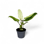 Alocasia lauterbachiana variegata potted plant in nursery pot on white background.