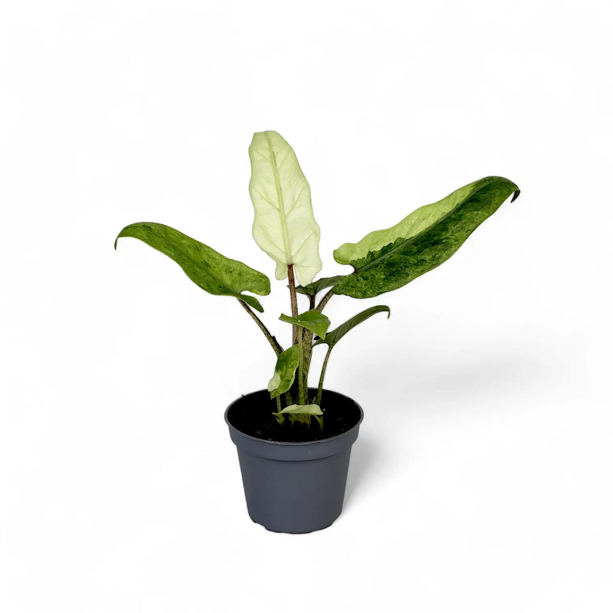 Alocasia lauterbachiana variegata potted plant in nursery pot on white background.