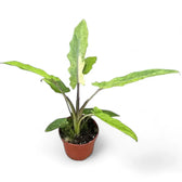 Alocasia lauterbachiana variegata potted plant in nursery pot on white background.