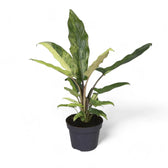 Alocasia lauterbachiana variegata potted plant in nursery pot on white background.