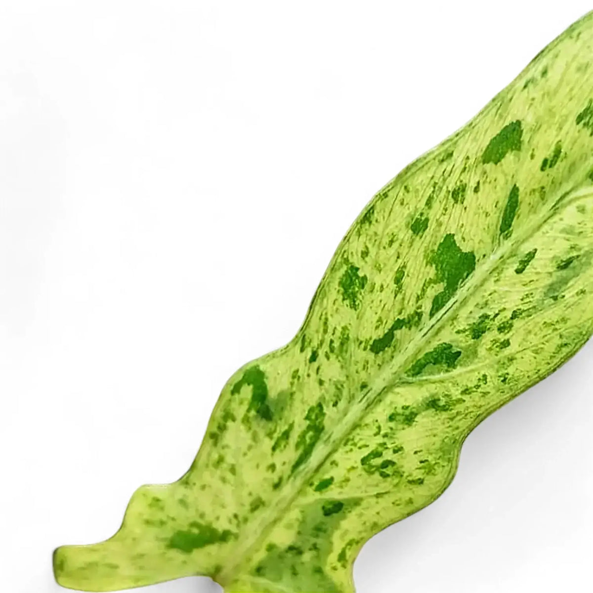 Alocasia lauterbachiana variegata potted plant in nursery pot on white background.