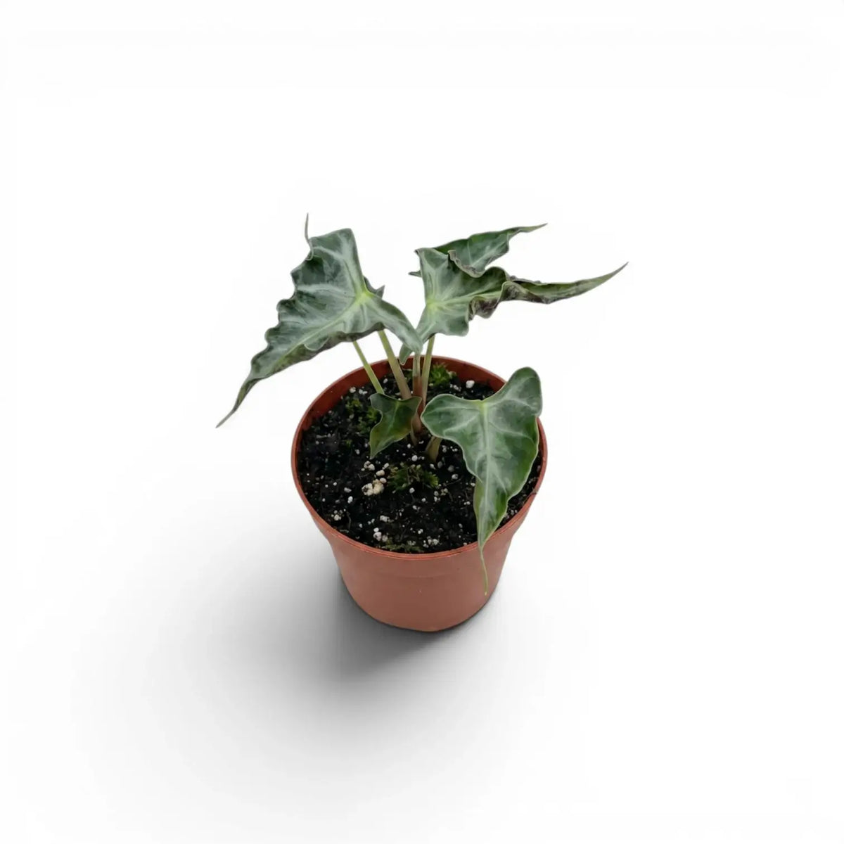 Kleine Jungpflanze von Alocasia Loco im Topf vor weißem Hintergrund