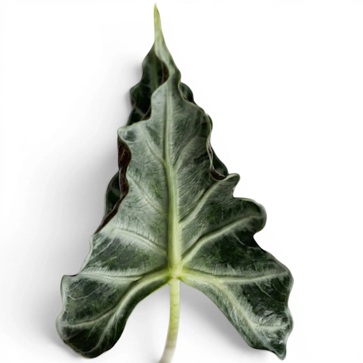 Nahaufnahme eines grünen, gekräuselten Blatts von Alocasia Loco mit hellen Adern vor weißem Hintergrund