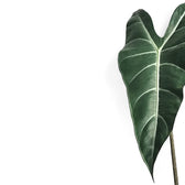 Alocasia longiloba close-up of leaf on white background.