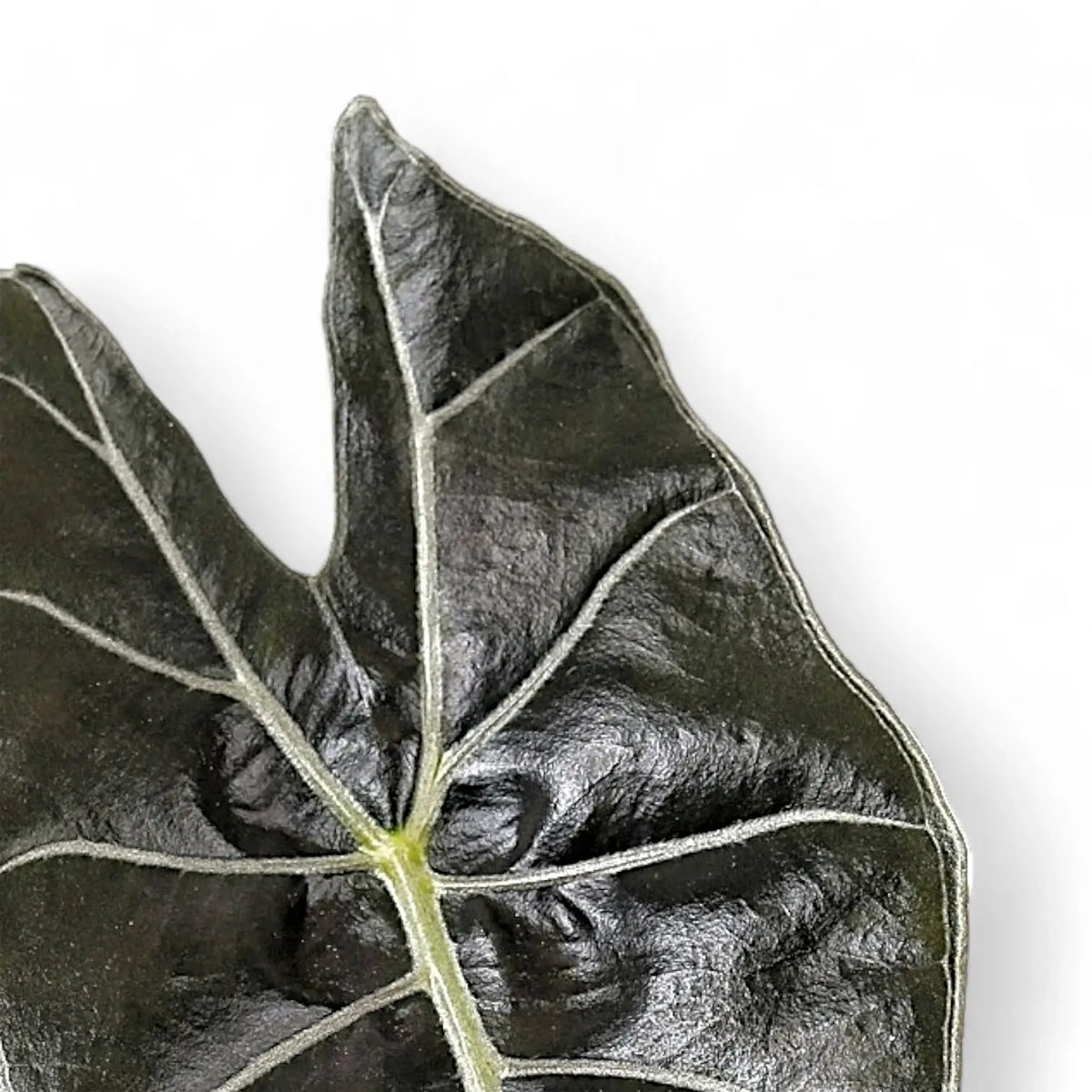 Alocasia longiloba 'Dragon's Tooth' leaf detail on white background.