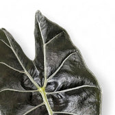 Alocasia longiloba 'Dragon's Tooth' leaf detail on white background.