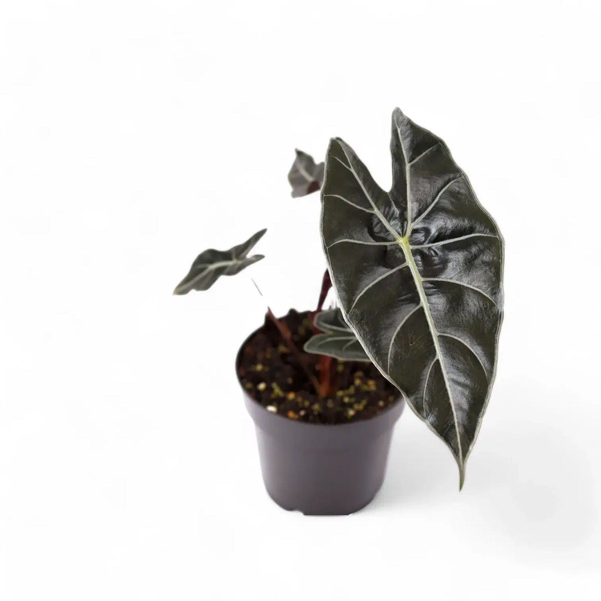 Alocasia longiloba 'Dragon's Tooth' potted plant in nursery pot on white background.