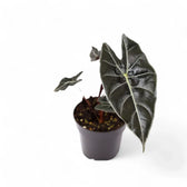 Alocasia longiloba 'Dragon's Tooth' potted plant in nursery pot on white background.