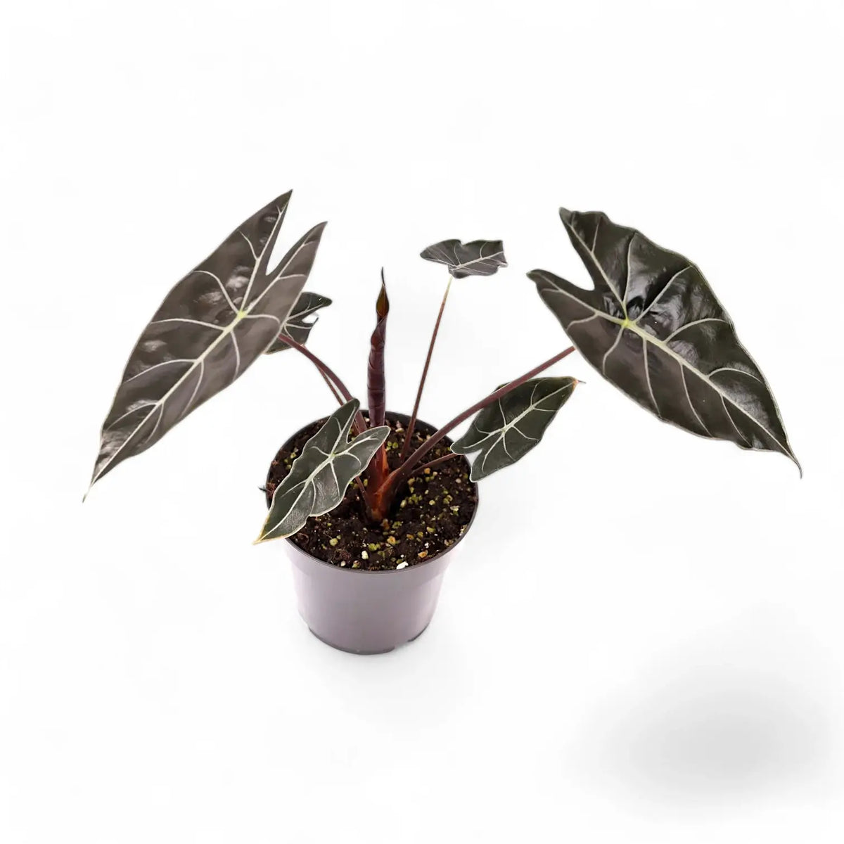 Alocasia longiloba 'Dragon's Tooth' potted plant in nursery pot on white background.