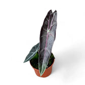 Alocasia longiloba 'Purple' potted plant in nursery pot on white background.