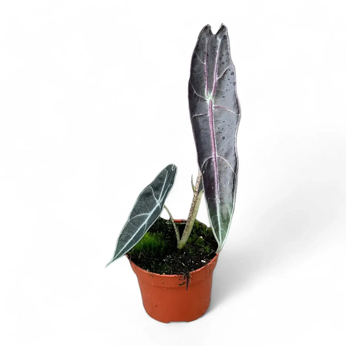 Alocasia longiloba 'Purple' potted plant in nursery pot on white background.