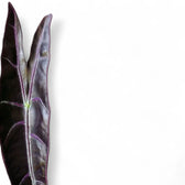 Alocasia longiloba 'Purple' potted plant in nursery pot on white background.