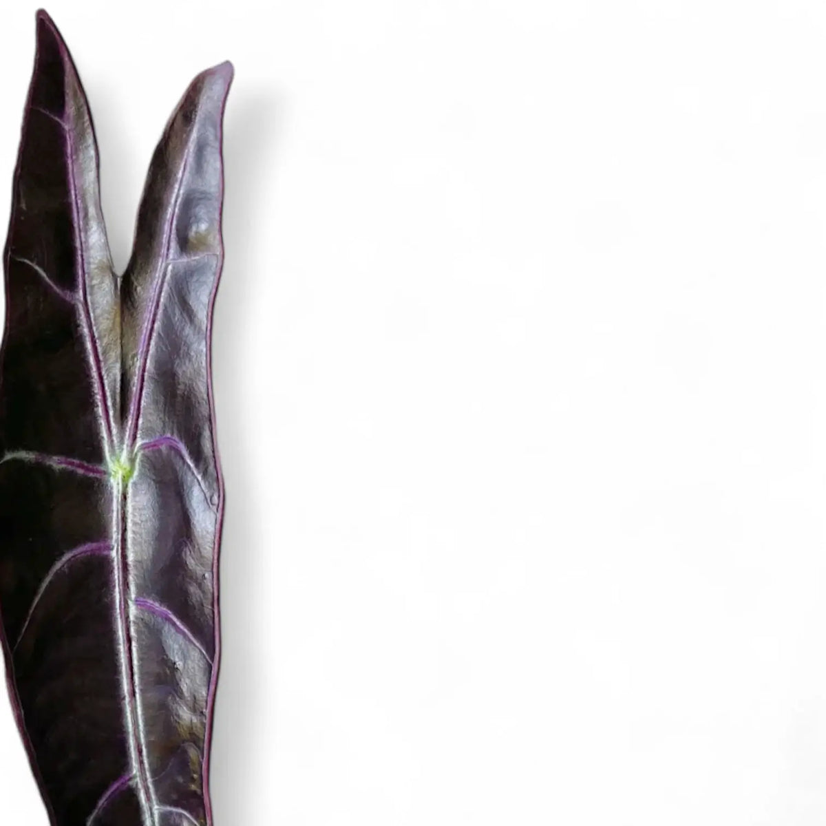 Alocasia longiloba 'Purple' potted plant in nursery pot on white background.