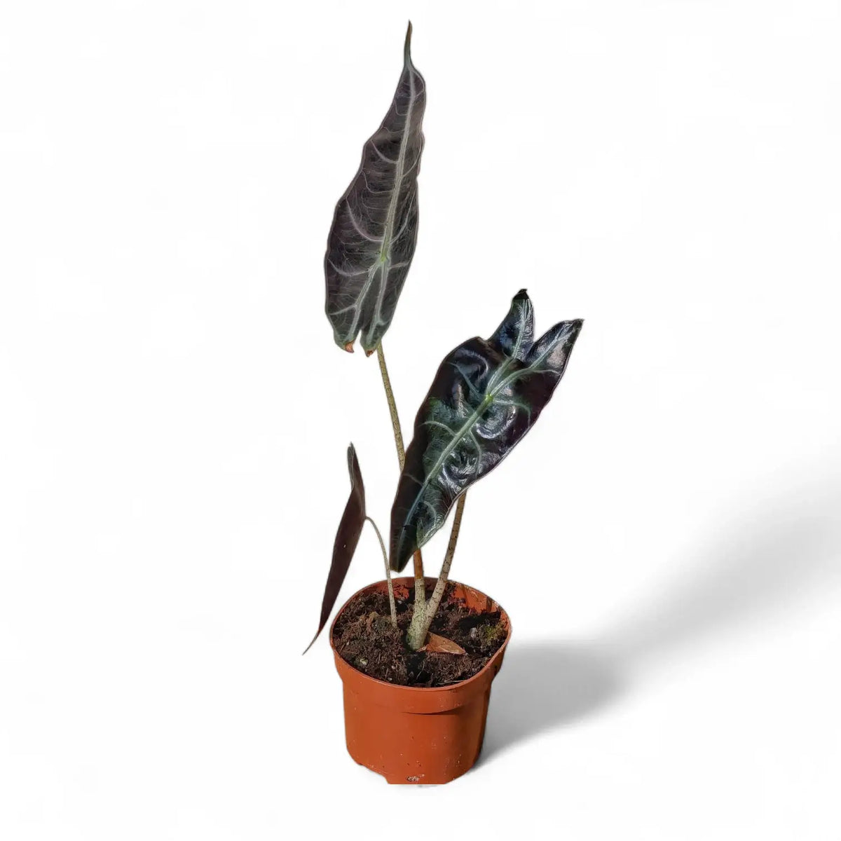 Alocasia longiloba 'Purple' potted plant in nursery pot on white background.
