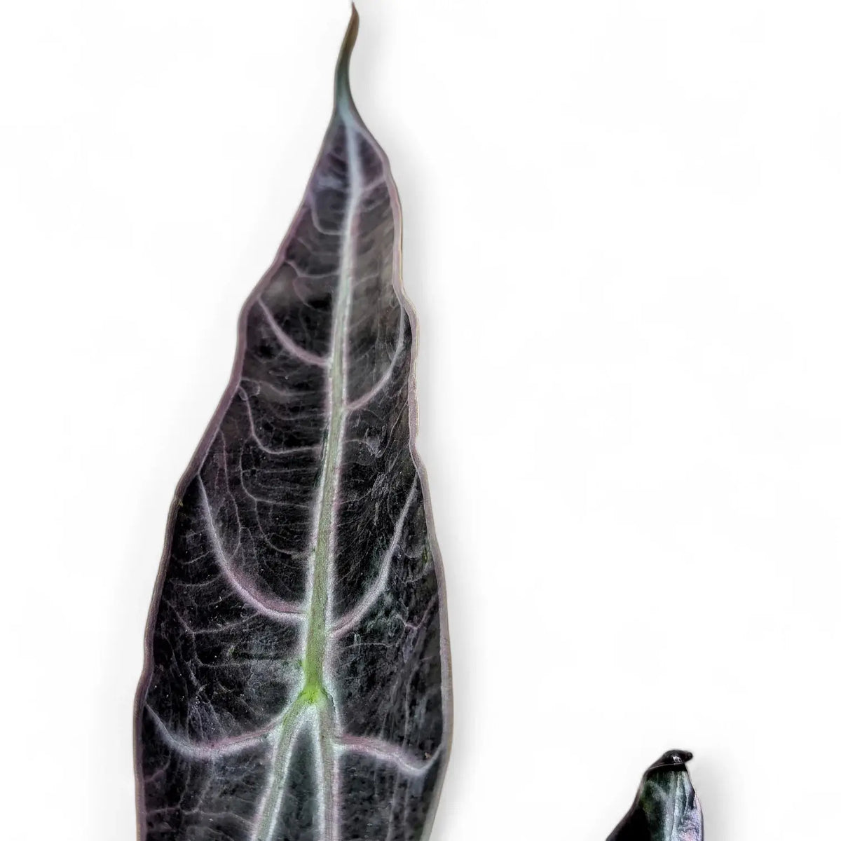 Alocasia longiloba 'Purple' potted plant in nursery pot on white background.