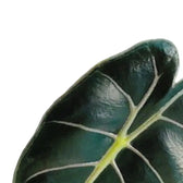 Alocasia longiloba 'Purple Prince' leaf close-up on white background.