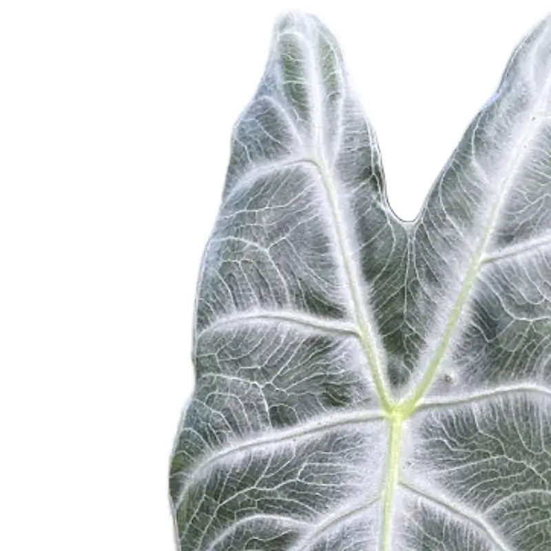 Alocasia longiloba 'Silver' leaf close-up on white background.