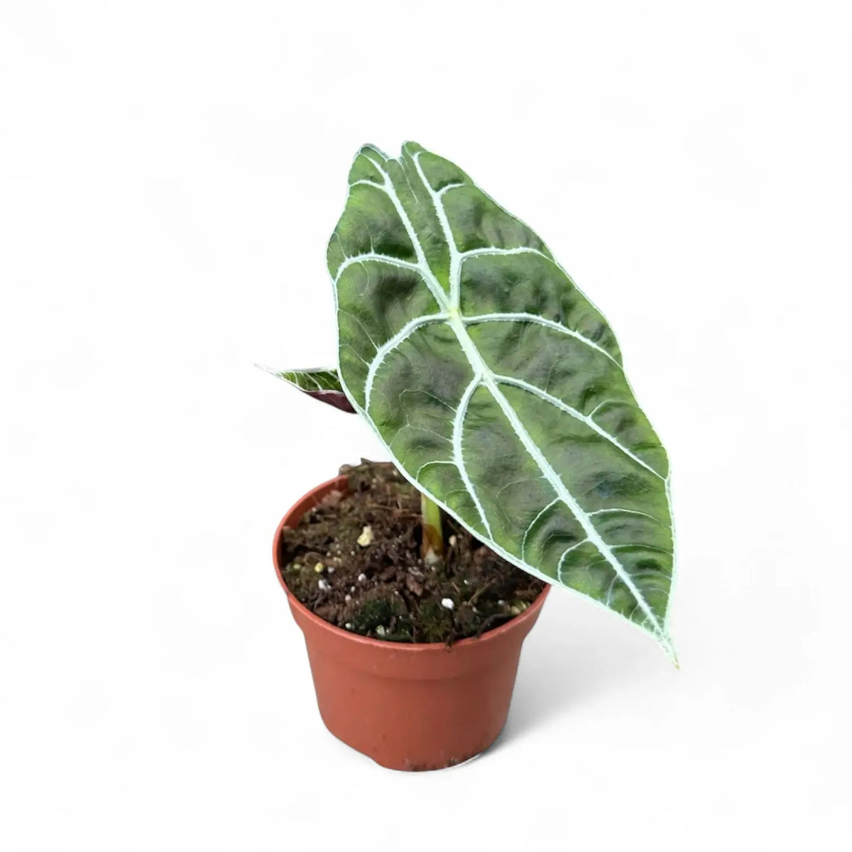 Alocasia longiloba 'Watsoniana' potted plant in nursery pot on white background.