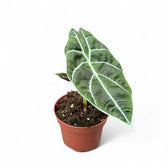Alocasia longiloba 'Watsoniana' potted plant in nursery pot on white background.