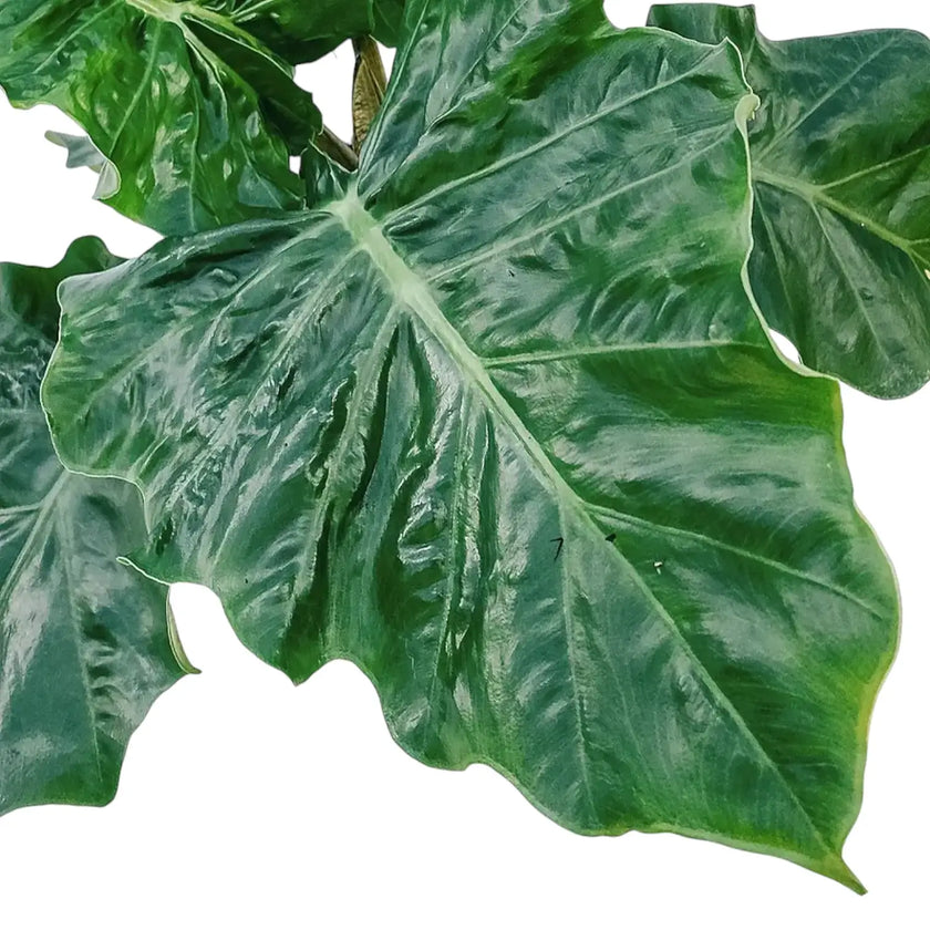 Alocasia 'Low Rider' leaf detail on white background.