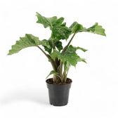 Alocasia 'Low Rider' potted plant in nursery pot on white background.