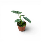 Three various Alocasia lukiwan baby plants in nursery pots on a white background