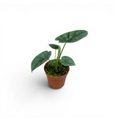 Three various Alocasia lukiwan baby plants in nursery pots on a white background