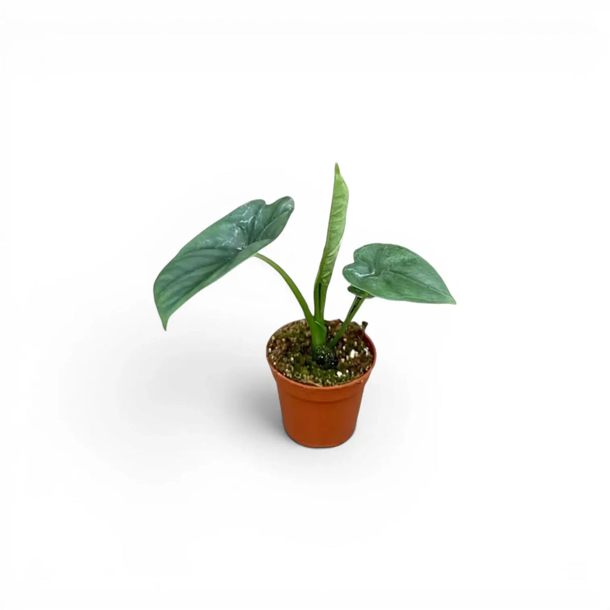 Alocasia lukiwan baby plant in a nursery pot on a white background