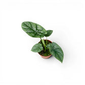 Alocasia lukiwan baby plant in a nursery pot on a white backgroundS