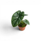 Alocasia lukiwan baby plant in a nursery pot on a white background