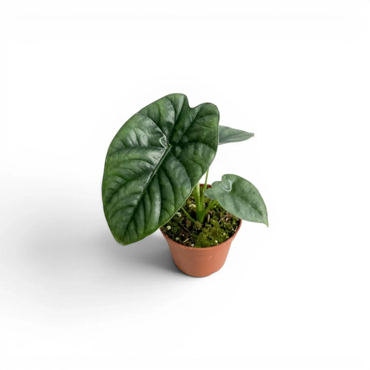 Alocasia lukiwan baby plant in a nursery pot on a white background
