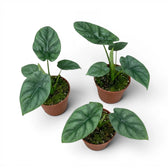 Alocasia lukiwan baby plant in a nursery pot on a white background